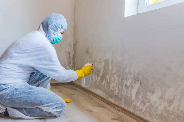 Licensed Basement Mold Remediation service in North Beach, MD - Car Mold Remediation